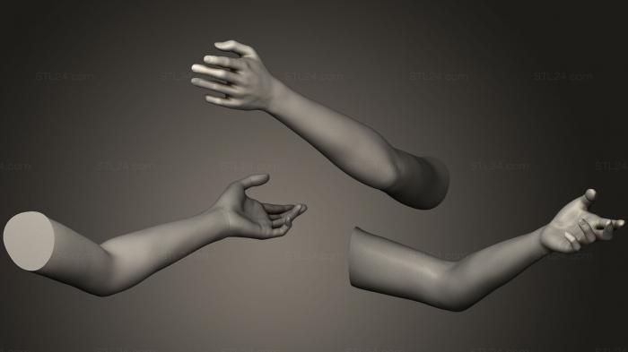 Анатомия скелеты и черепа (Поза женской руки 18, ANTM_0428) 3D модель для ЧПУ станка